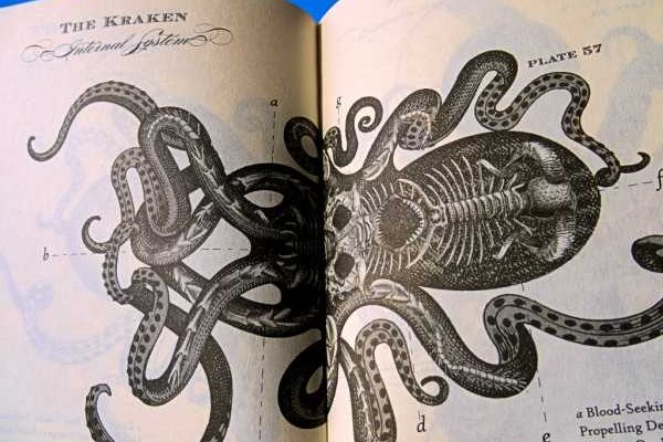 Kraken 12