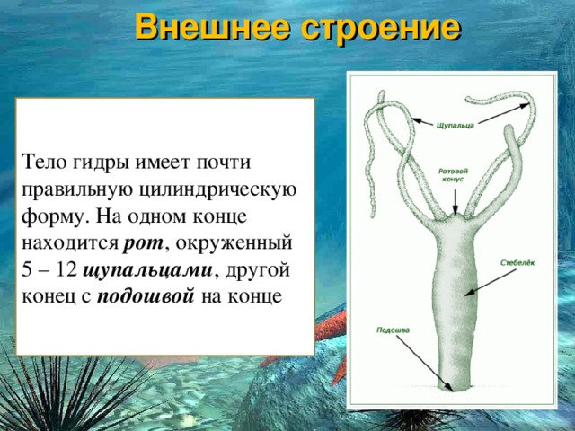 Рабочая ссылка кракен в тор